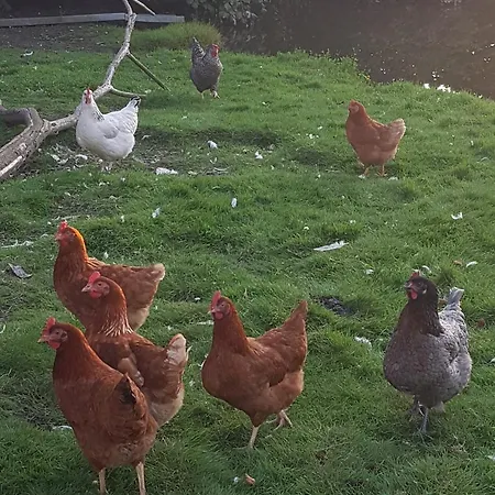 דירה Op Ut Schoor